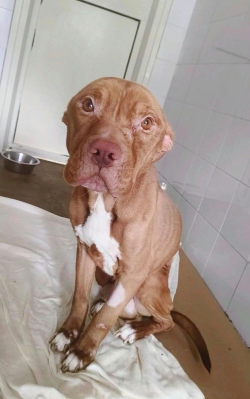 ERCOLE, Pitbull Maschio, circa 1 anno e mezzo  